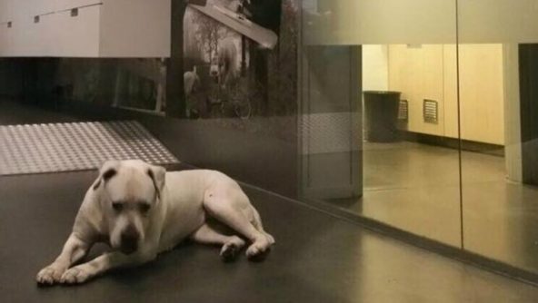 Verwaarloosde hond op het bureau / Foto: politie Eindhoven